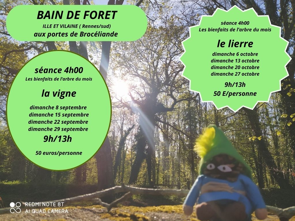 Bain de forêt en ille et vilaine septembre - octobre 2024